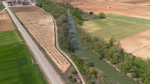 Aerial view of a lone tree in a vineyard during spring in the Ribera del Duero denomination of origin region in the Valladolid province of Spain
