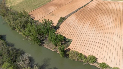 Aerial view of a lone tree in a vineyard during spring in the Ribera del Duero denomination of origin region in the Valladolid province of Spain