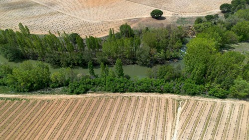 Aerial view of a lone tree in a vineyard during spring in the Ribera del Duero denomination of origin region in the Valladolid province of Spain