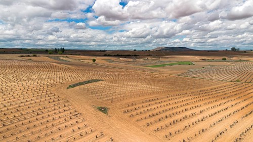 Aerial view of a lone tree in a vineyard during spring in the Ribera del Duero denomination of origin region in the Valladolid province of Spain