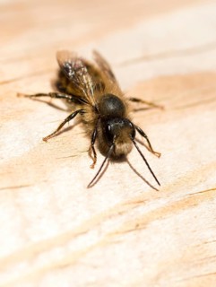 Red mason bee