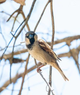 House sparrow