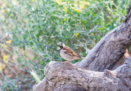 House sparrow