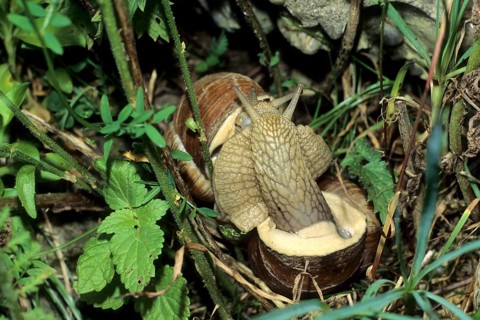 Vineyard snail
