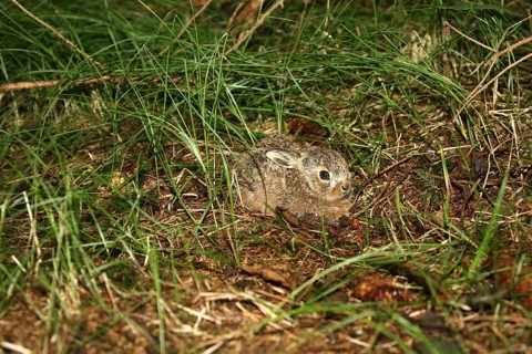 European hare