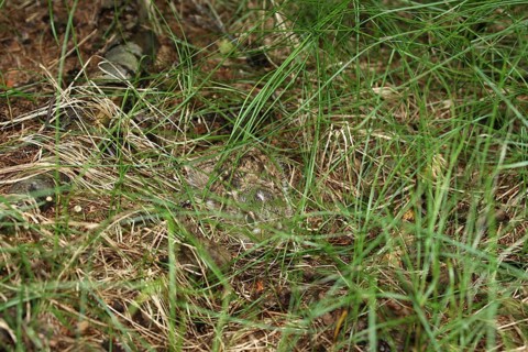 European hare