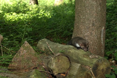 Beech marten