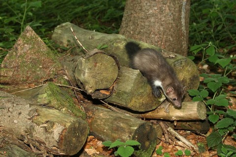 Beech marten