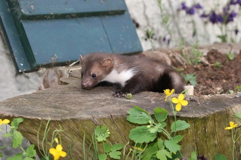Beech marten