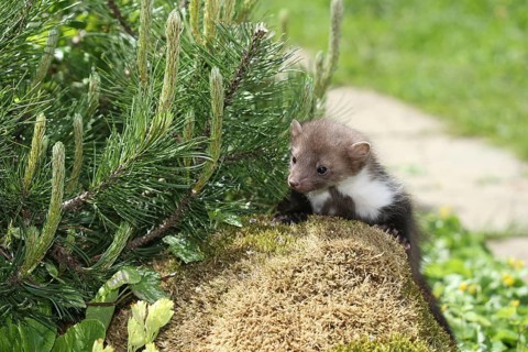Beech marten