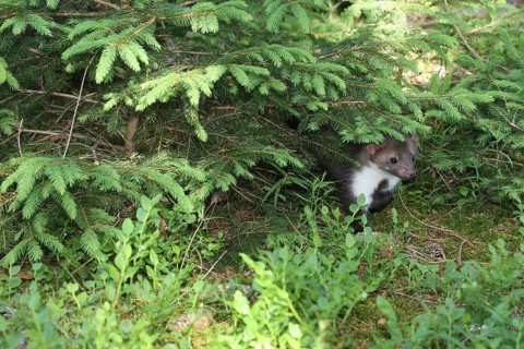 Beech marten