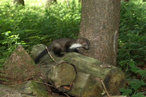 Beech marten
