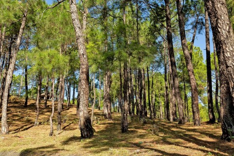 Deodars cedar trees in Dandeshwar