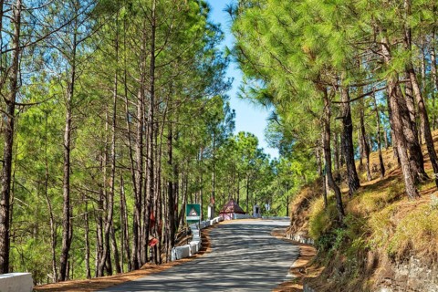 Deodars cedar trees in Dandeshwar