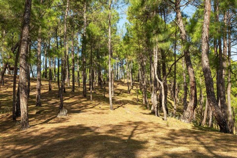 Deodars cedar trees in Dandeshwar