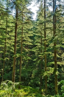 Deodars cedar trees in Dandeshwar