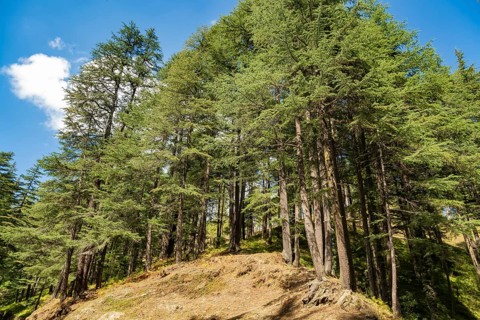 Deodars cedar trees in Dandeshwar