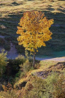 Maple in autumnal colours