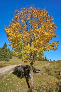 Maple in autumnal colours