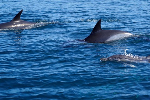Long-beaked common dolphins