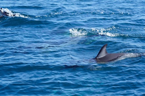 Long-beaked common dolphins