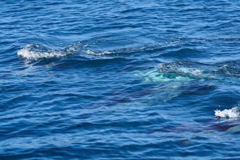 Long-beaked common dolphins