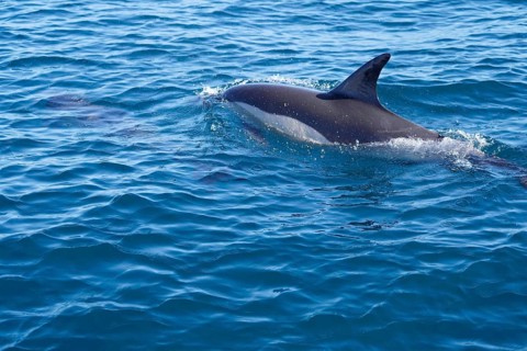 Long-beaked common dolphins