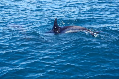 Long-beaked common dolphins