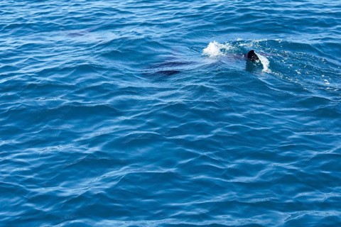 Long-beaked common dolphins