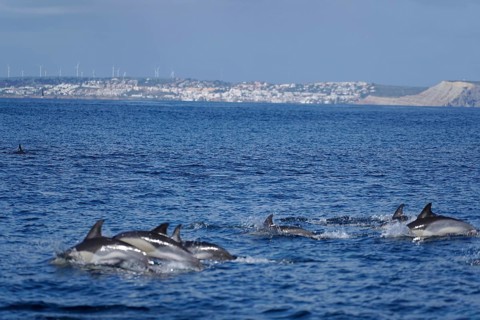 Long-beaked common dolphins