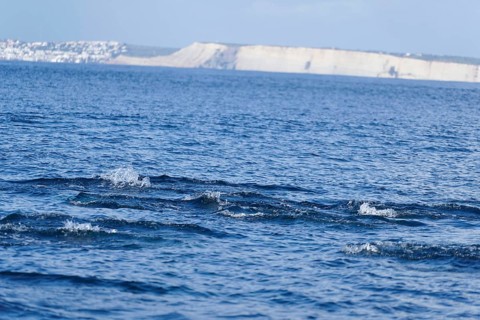 Long-beaked common dolphins
