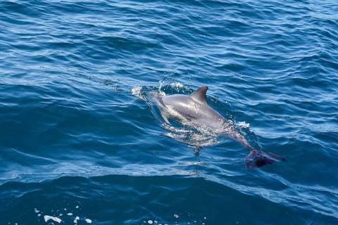 Long-beaked common dolphins
