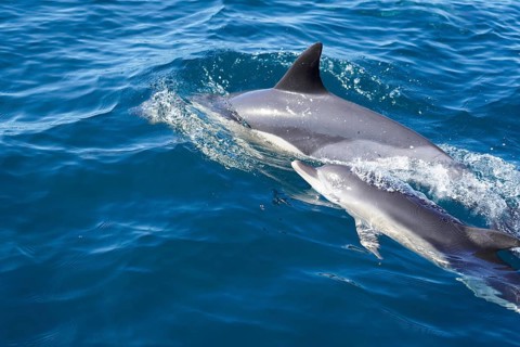 Long-beaked common dolphins