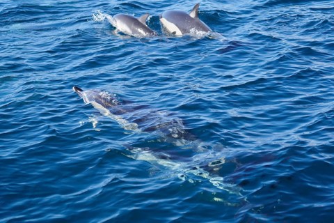 Long-beaked common dolphins