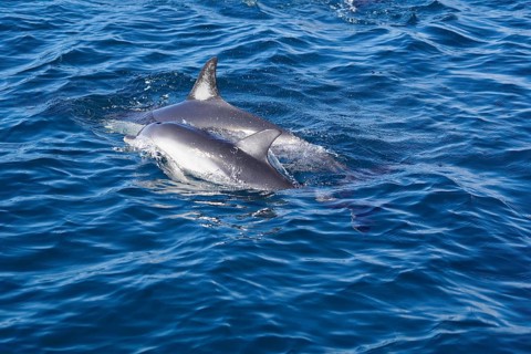 Long-beaked common dolphins