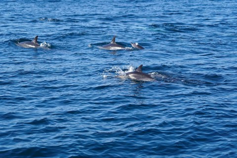 Long-beaked common dolphins