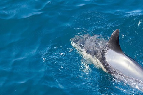 Long-beaked common dolphins