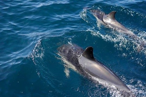 Long-beaked common dolphins