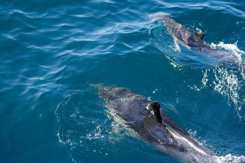Long-beaked common dolphins