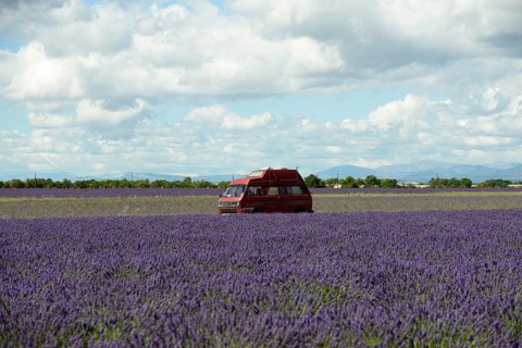 Flowering lavender