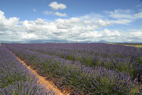 Flowering lavender