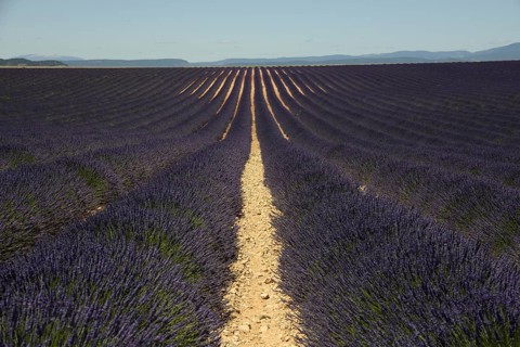 Flowering lavender