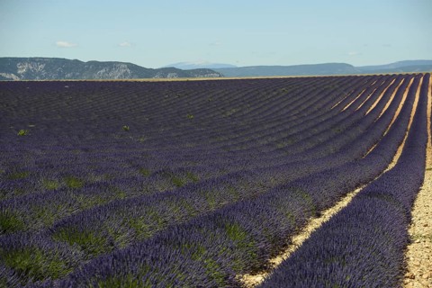 Flowering lavender
