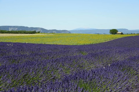 Flowering lavender