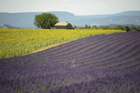 Flowering lavender