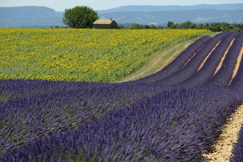 Flowering lavender