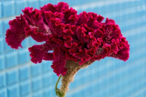 Cockscomb