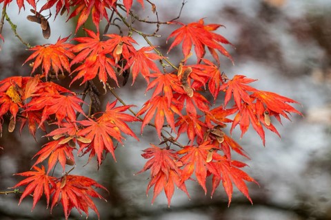 Japanese fan maple