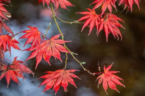 Japanese fan maple