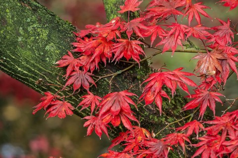 Japanese fan maple